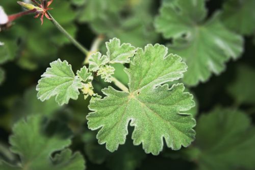 Geranium Leaf