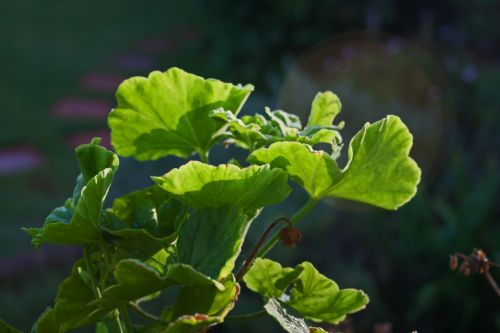 Geranium Leaves Catching Light