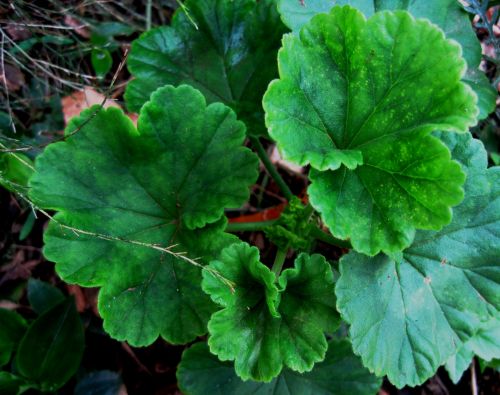 Geranium Leaves