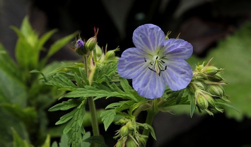 geranium ' mrs kendall clark  blue  flower