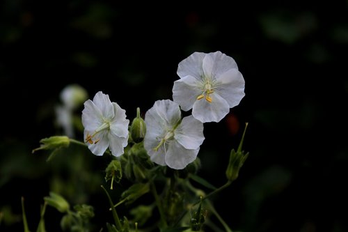 geranium phaem album  pelagonia  white