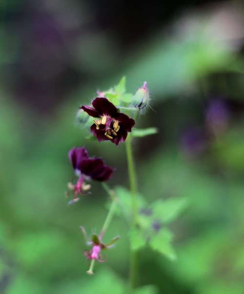 geranium phaeum samobor  pelagonia  purple