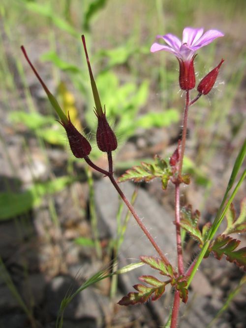 geranium robertianum herb-robert red robin