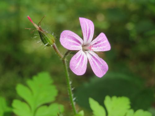 geranium robertianum herb-robert red robin