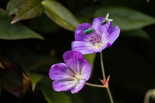 geranium rozanne  fly  garden