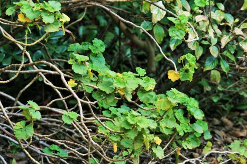 Geranium With Yellow Leaves