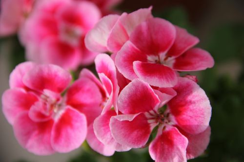 geraniums nature plant