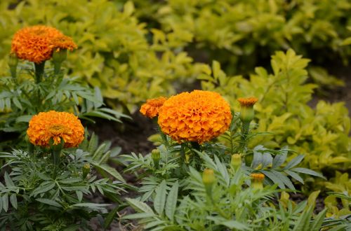 geraniums orange flowers