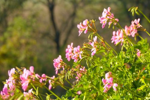 geraniums flowers pink