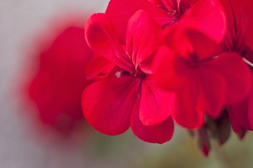 geraniums flower flowers