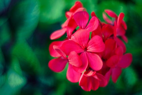 geraniums flower pink