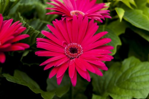 gérbela pink nature flower