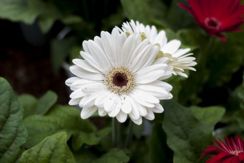 gérbela white flower plant