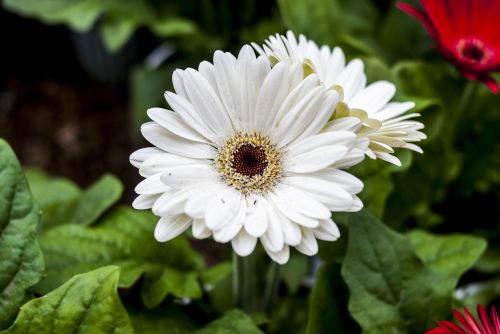 gérbela white flower plant