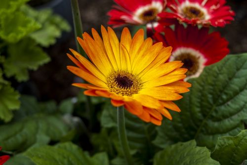 gérbela yellow nature plant