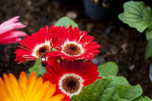 gérbelas red nature flower