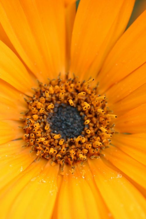 gerber daisy flower