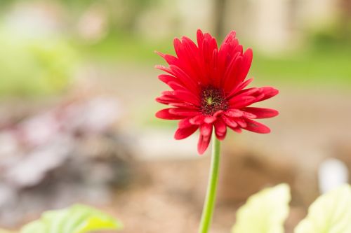 gerber daisy green