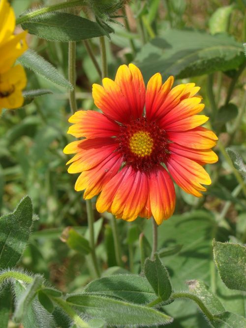 gerber daisy flower