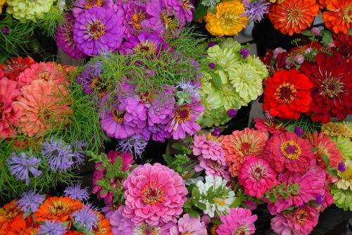 gerber daisies colorful vibrant