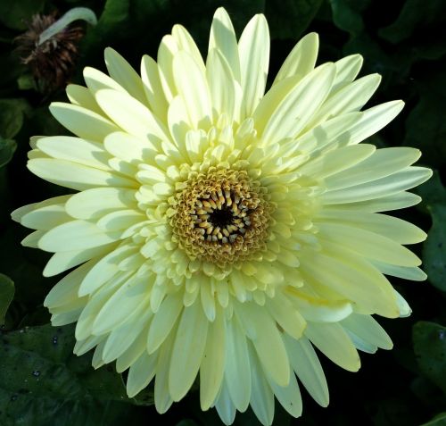 gerber daisy white flower