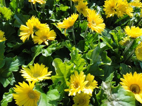 gerbera daisy flowers