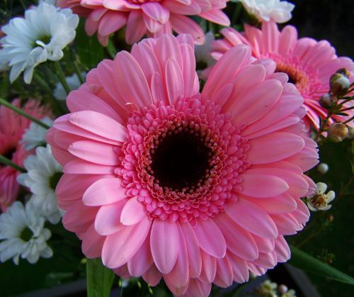 gerbera pink flower cut flower
