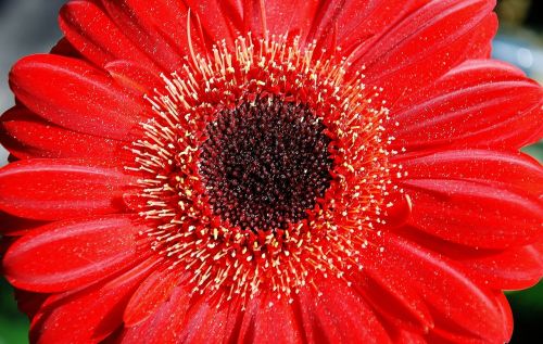 gerbera germin flower