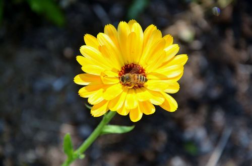 gerbera germini flower