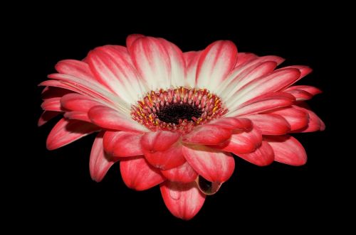 gerbera petals red