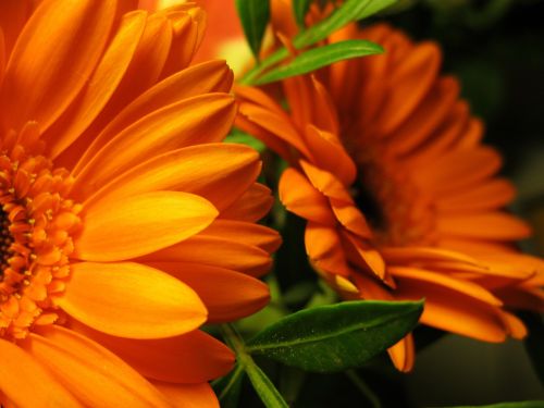 gerbera leaves flowers