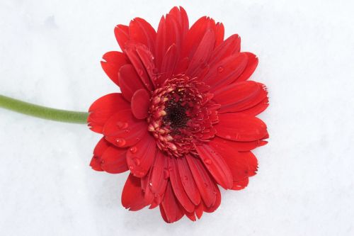 gerbera red flower