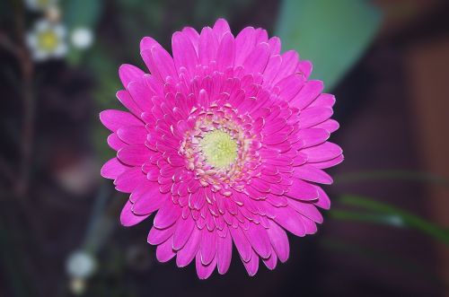 gerbera pink blossom