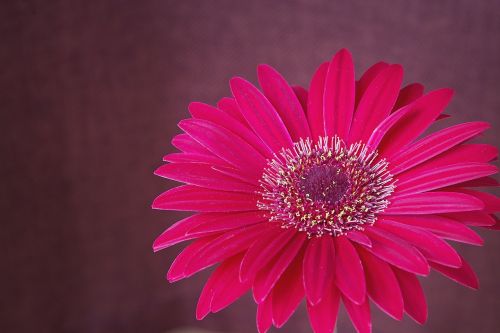 gerbera flower blossom