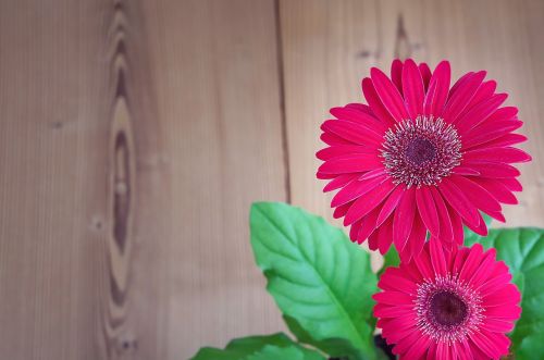 gerbera flower blossom