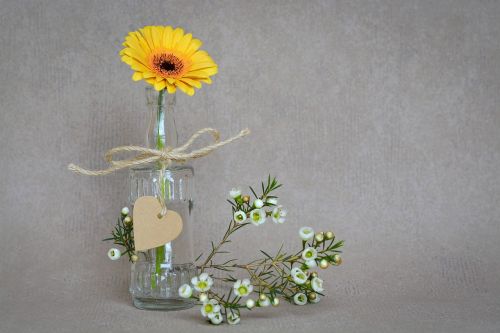 gerbera flower blossom