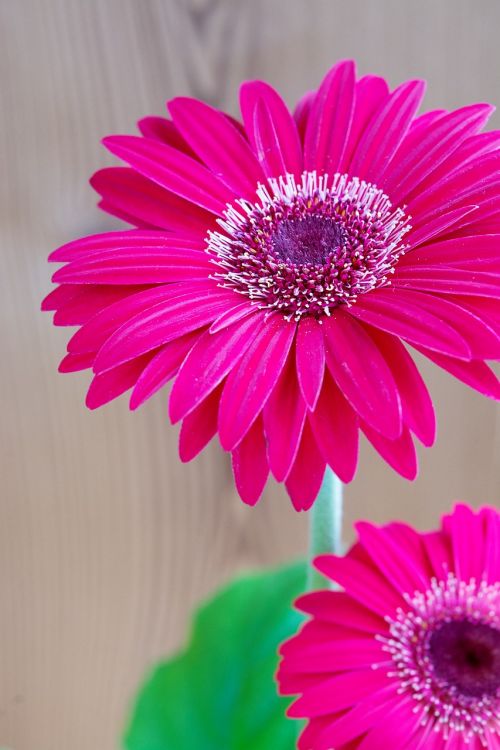 gerbera flower blossom