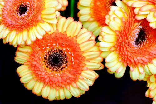 gerbera flowers yellow