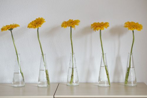 gerbera yellow flower