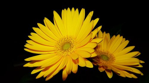 gerbera yellow close