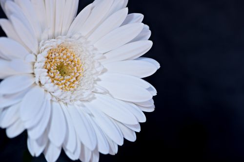 gerbera flower blossom