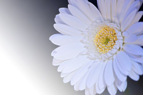 gerbera flower blossom