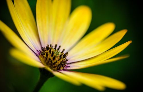 gerbera yellow spring