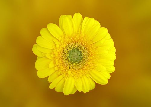 gerbera flower blossom