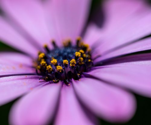 gerbera flower color