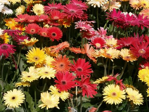 gerbera red flowers yellow flowers