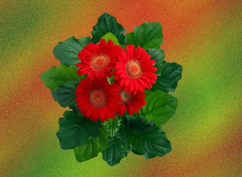 gerbera red blossom