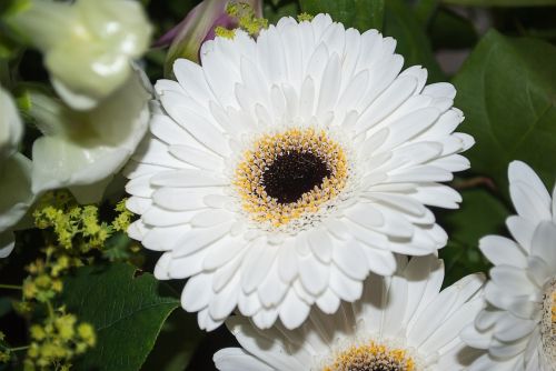 gerbera flower white