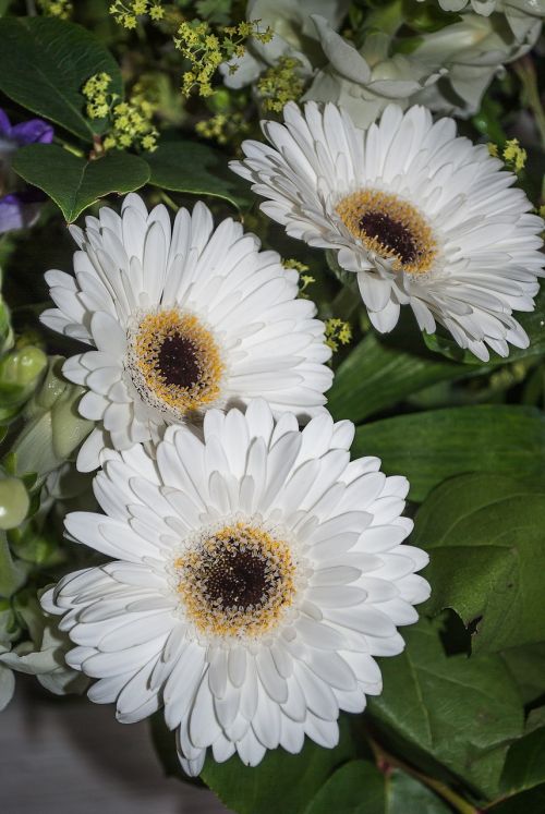 gerbera flower white