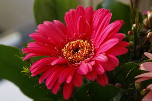 gerbera red flower